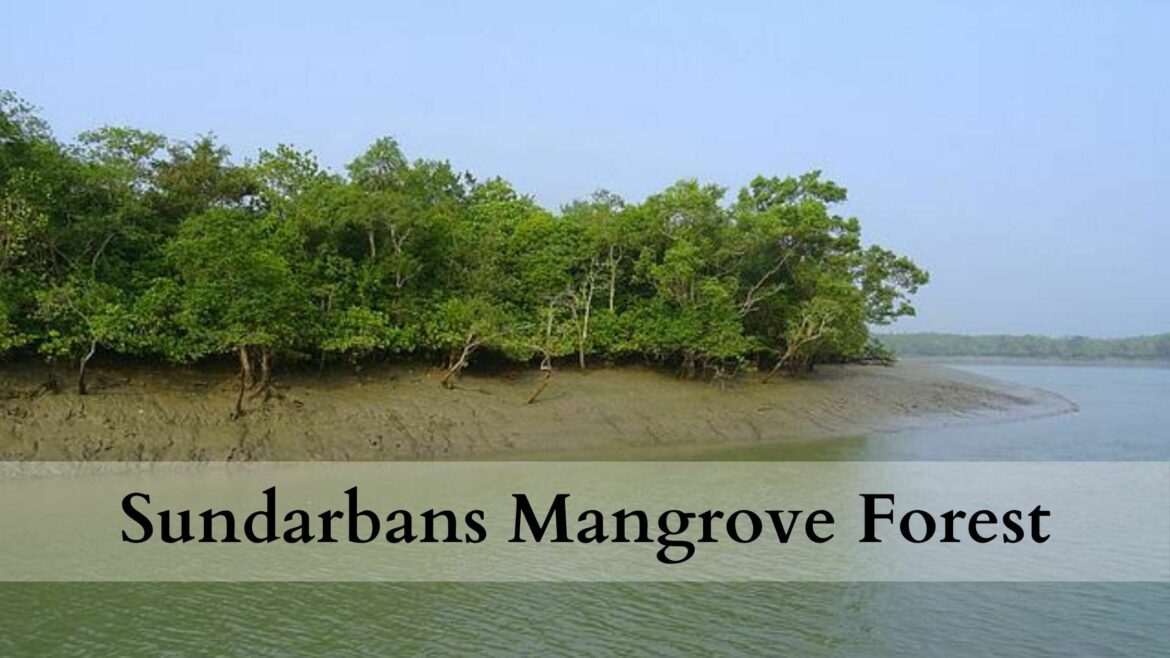 Sundarbans Mangrove Forest: Land of the Royal Bengal Tiger