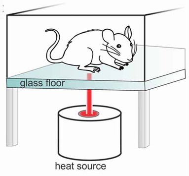 Hargreaves Test-A Brief Overview