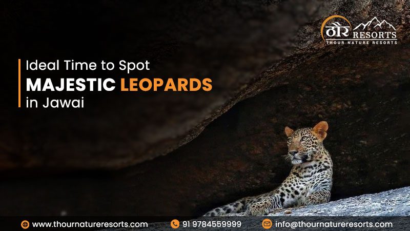The Ideal Time to Spot Majestic Leopards in Jawai