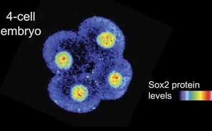 Live Cell Imaging