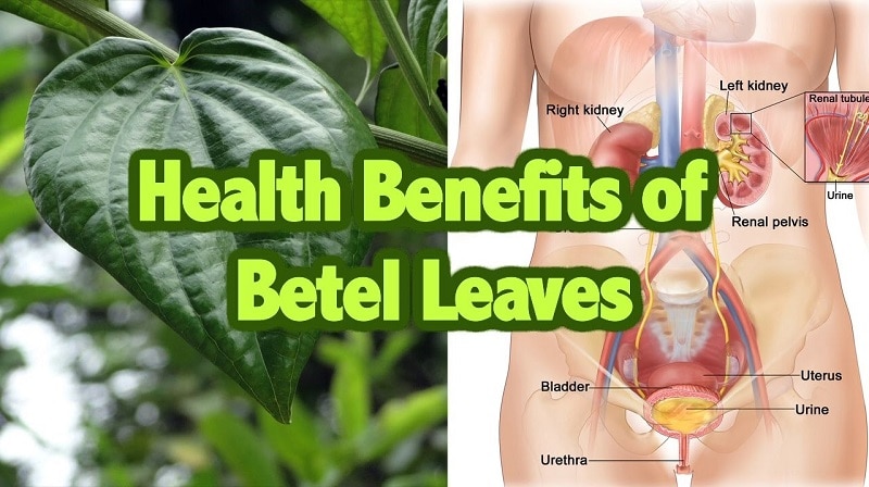 What are the health benefits of betel leaves